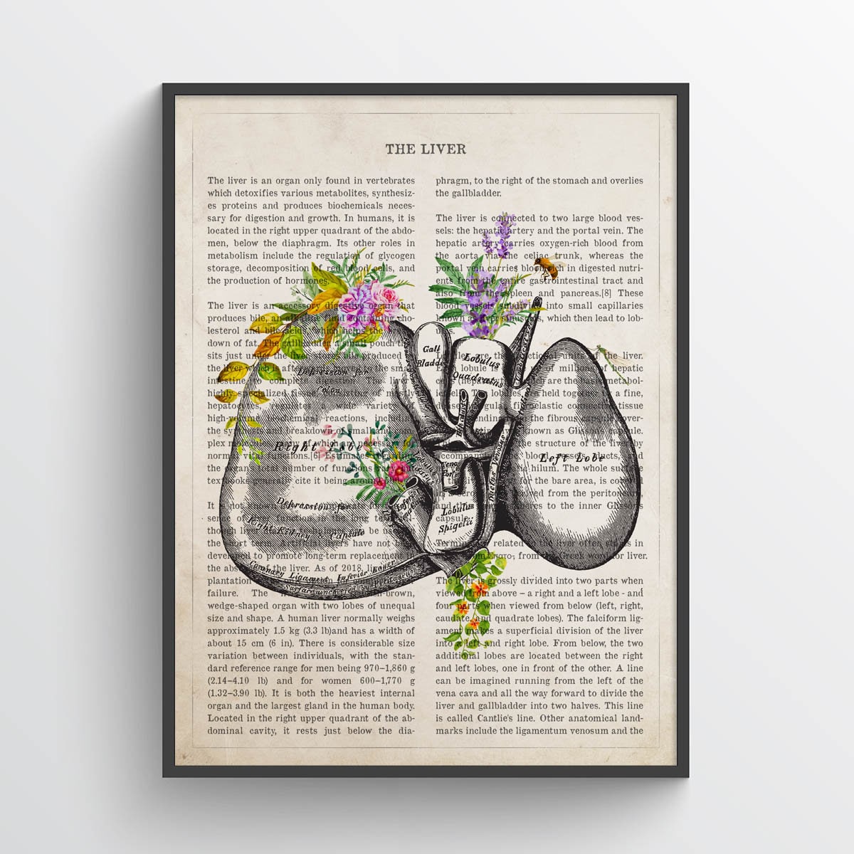 Cholangitis Lilly Liver Botany And Human Pathology Visceral Anatomy 