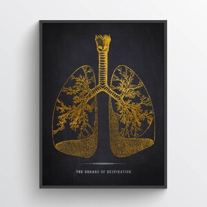 Lungs Anatomy Print, Medical Poster, Respiratory Therapy Gift, Respiratory Therapist and Pulmonologist Gift Idea, Med School