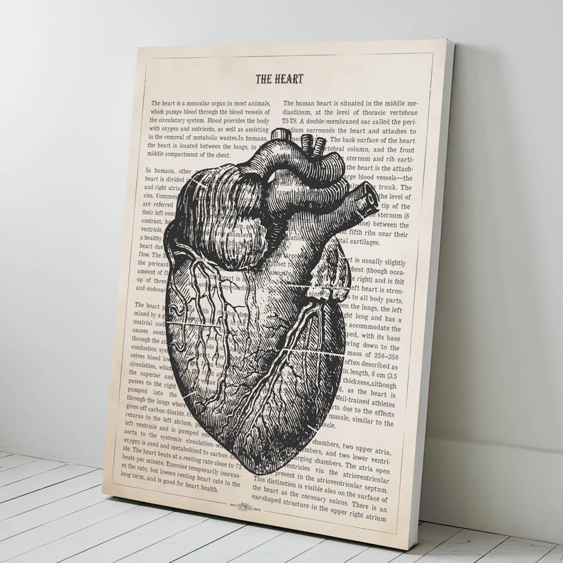 May include: A vintage anatomical illustration of the human heart, printed on a page from an old book. The heart is depicted in black and white, with detailed veins and arteries. The text surrounding the image describes the heart's function and location in the body.
