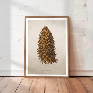 Pine Cone Art Print Retro Conifer Botanical Poster Vintage Forest Wall Decor for Rustic Cabin Tree Wall Art Hunting Gift for Dad