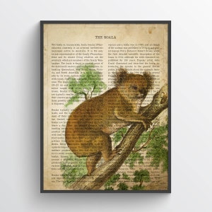 Vintage Koala Print, Safari Painting, Koala Illustration, Koala Art, Antique Animal Drawing, Zoo animals