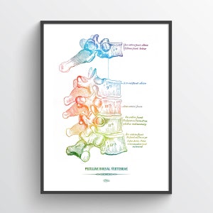 Peculiar Dorsal Vertebrae Anatomy print, Chiropractor Gift Idea, Anatomical Vertebral column, Neurosurgeon Art, Orthopedic office decor