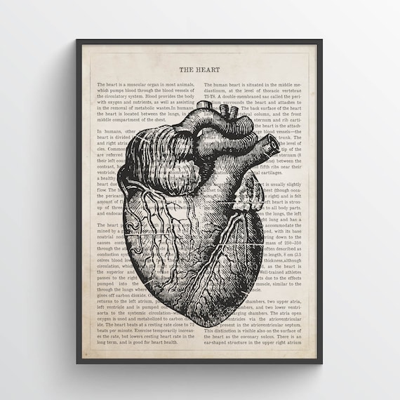 Print, Heart - Poster, Medical Medical Gift Medical Idea, Decor, School, Etsy Anatomy Art, Human Poster Cardiologist Wall Heart