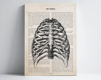 Thorax Anatomy Print, Radiology Gift, Medical Poster, Med School, Medical Decor, Gift for Rad Tech, Xray Tech and Radiologist Technologist