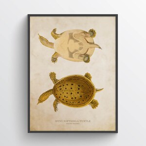 May include: A vintage illustration of a Spiny Softshell Turtle, Apalone spinifera, with two views of the turtle. The top image shows the turtle from the bottom, with its shell facing upwards. The bottom image shows the turtle from the top, with its shell facing downwards. The turtle is depicted in shades of brown and yellow.