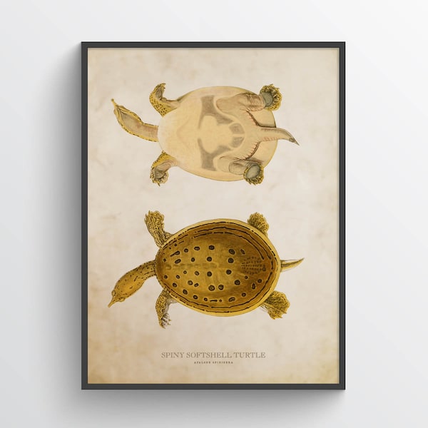 Spiny softshell turtle Print, Turtle Illustration, Turtle Art, Reptile Kids Room Print, Natural History, Apalone spinifera