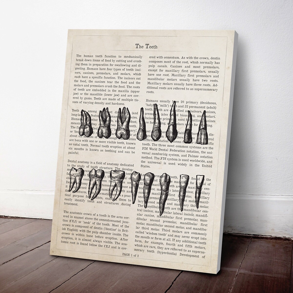 Teeth Artoc Human Teeth Anatomy Print, Tooth Art, Orthodontics, Dental Hygienist ...