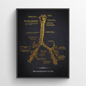 Respiratory system Anatomy Print, Lungs Art, Medical Poster, Respiratory Therapy, Respiratory Therapist and Pulmonologist Gift Idea