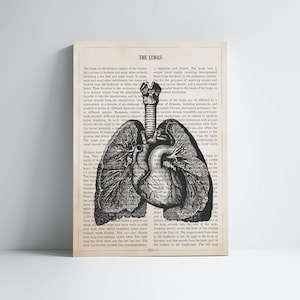 Human Lungs Anatomy Print, Medical Poster, Respiratory Therapy Gift, Respiratory Therapist and Pulmonologist Gift Idea, Med School