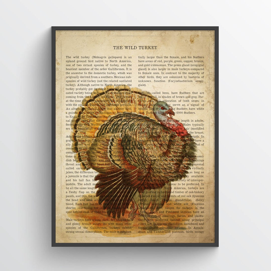 Vintage Wild Turkey Print, Safari Painting, Turkey Illustration, Turkey ...