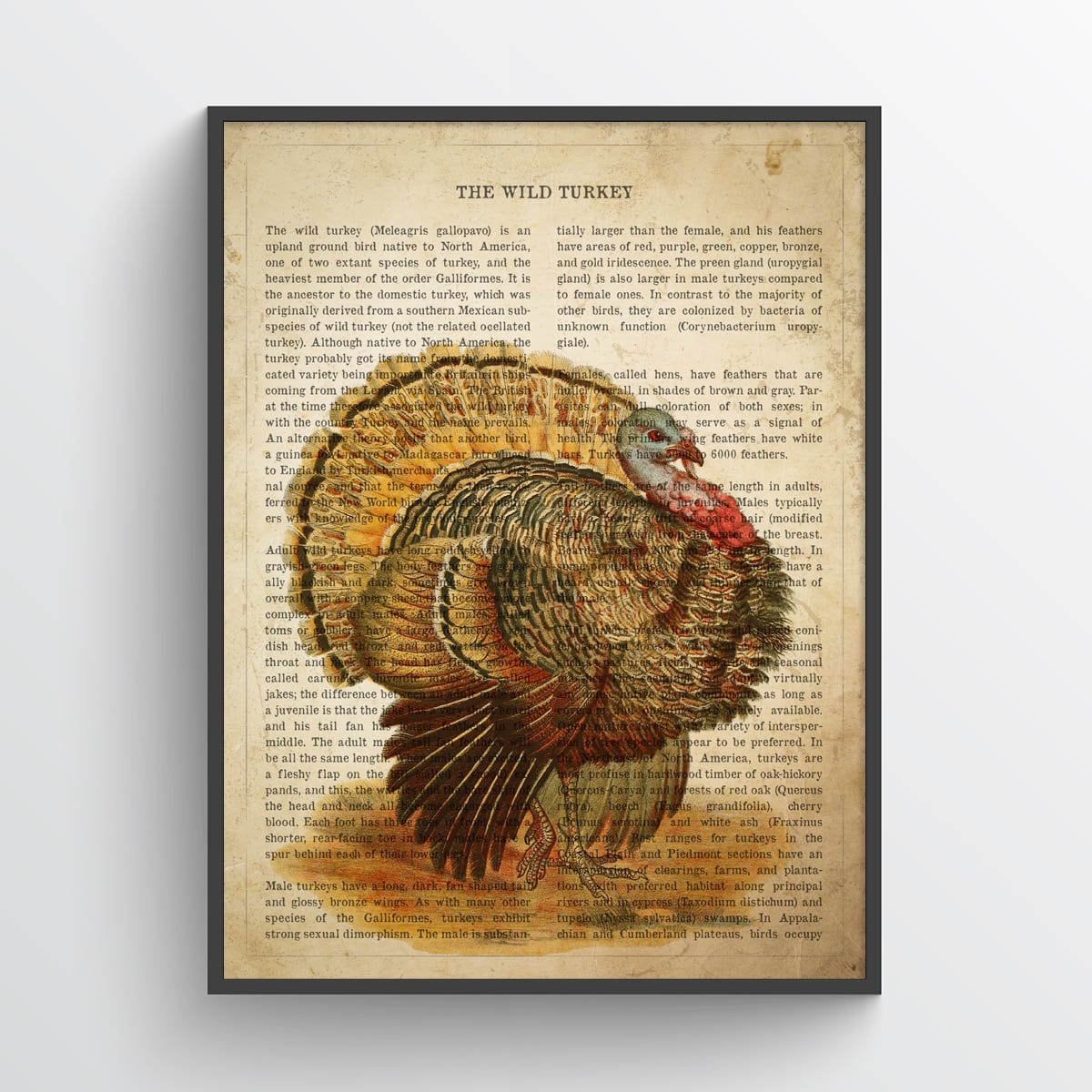 Vintage Wild Turkey Print Safari Painting Turkey - Etsy Australia