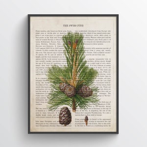 May include: A vintage botanical illustration of a Swiss pine (Pinus cembra) with text describing its characteristics and uses. The illustration shows the tree's needles, cones, and bark in detail.