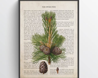 May include: A vintage botanical illustration of a Swiss pine (Pinus cembra) with text describing its characteristics and uses. The illustration shows the tree's needles, cones, and bark in detail.