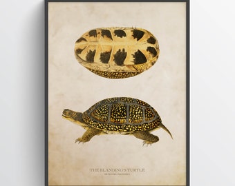 Blanding's turtle Print, Turtle Illustration, Turtle Art, Reptile Kids Room Print, Natural History, Emydoidea blandingii, Reptile Wall Decor
