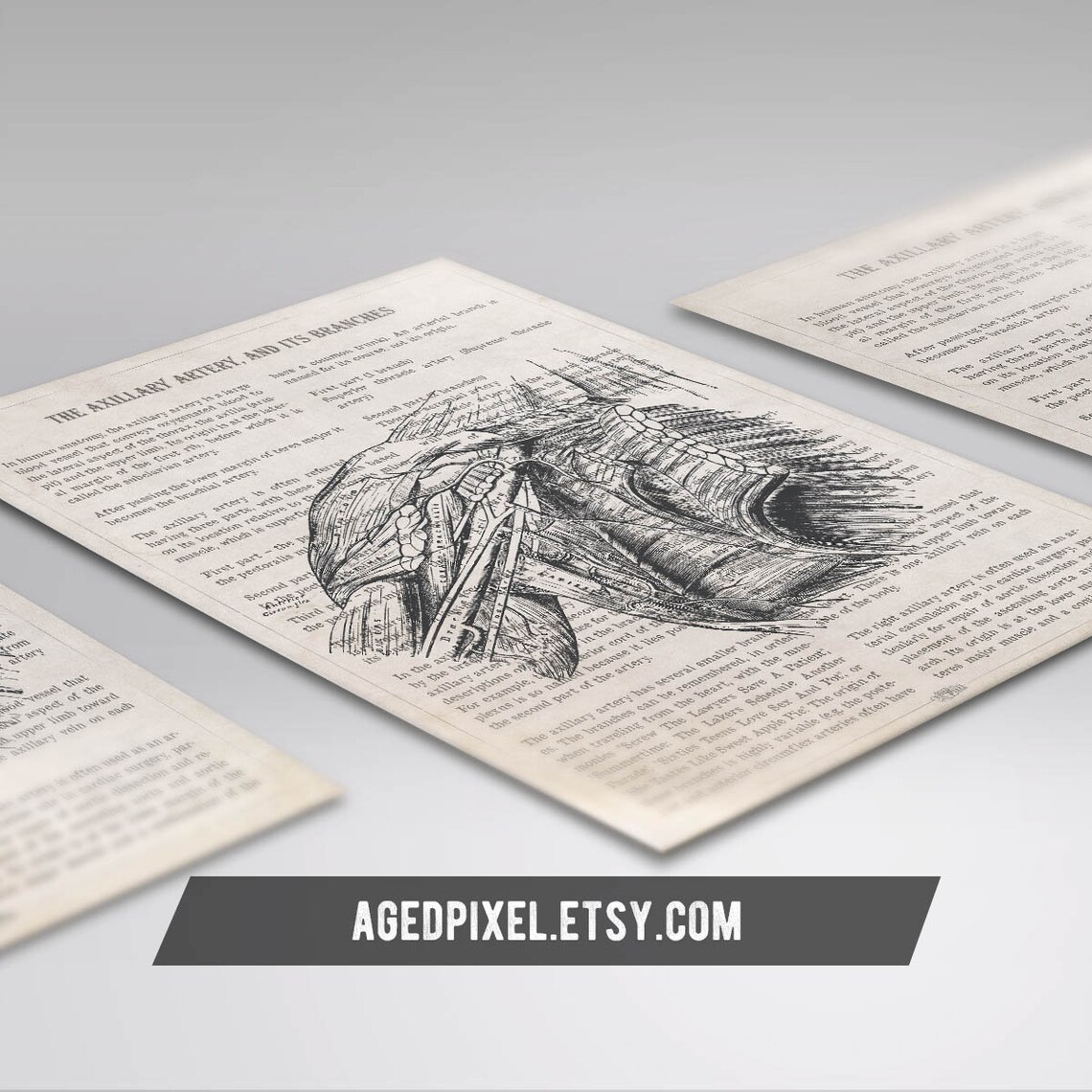 Axillary Artery Anatomy Print, Gift for Vascular Doctor, Vascular ...