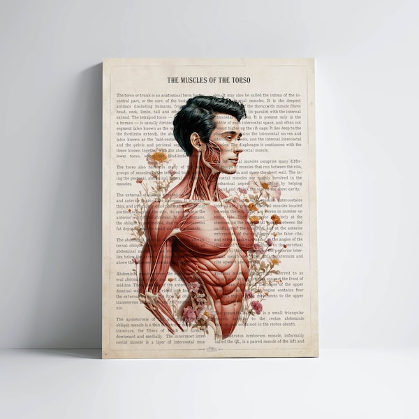 Muscles of the Torso Print, Registered Massage Therapist Gift, Licensed Massage Therapist Graduation, Physical Therapist Decor, Chiropractor