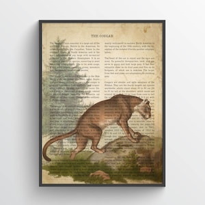 Vintage Cougar Print, Safari Painting, Mountain Lion Illustration, Puma Art, Antique Natural History Drawing, Zoo animals