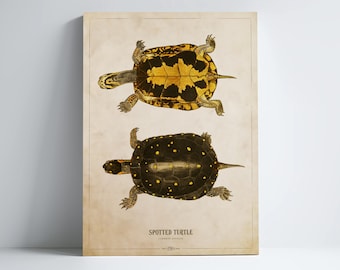 May include: A vintage illustration of a spotted turtle, showing the turtle from above and below. The turtle has a black shell with yellow spots and a yellow shell with black spots. The illustration is on a cream-colored background with the text "Spotted Turtle" written below the image.
