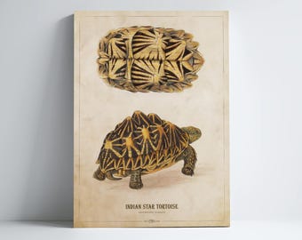 Indian StarTortoise Print, Turtle Illustration, Turtle Art, Turtle Kids Room Print, Natural History, Antique Animal Drawing, Zoo Animals