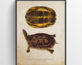 Spot-legged wood turtle Print, Turtle Illustration, Turtle Art, Reptile Kids Room Print, Natural History, Rhinoclemmys punctularia