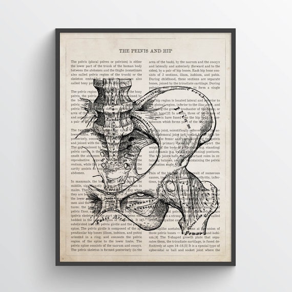 Pelvis and Hip Anatomy Print, Physical Therapy Gift, Chiropractor