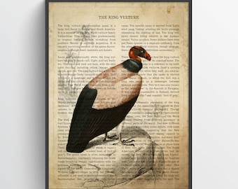 c ornithology art bird print original vintage lithograph bird of prey print King Vulture 1934 VULTURE PRINT