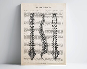 Vertebral Column Anatomy Print, Spinal Cord Art, Chiropractor Gift Idea, Neurosurgeon Art, Orthopedic office decor