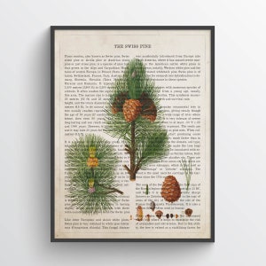 May include: A vintage botanical illustration of a Swiss pine (Pinus cembra) with detailed descriptions of its characteristics, uses, and distribution. The illustration features a close-up of the pine tree with its needles, cones, and seeds.