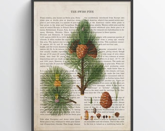 May include: A vintage botanical illustration of a Swiss pine (Pinus cembra) with detailed descriptions of its characteristics, uses, and distribution. The illustration features a close-up of the pine tree with its needles, cones, and seeds.