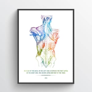 Muscles of the Back Anatomy Print, Chiropractor Gift, Licensed Massage Therapist Art, Physical Therapist Decor, Registered Massage Therapist