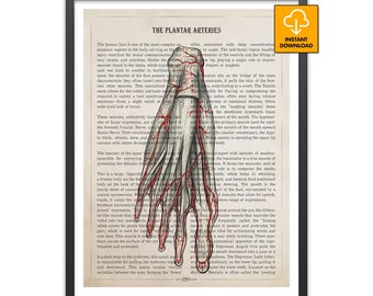 Plantar Arteries Art, Foot Anatomy Poster, Podiatrist Gift, Vascular System Print, Medical Student Decor, Retro Science Wall Art, Orthopedic