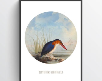 Kingfisher Print, kingfisher Illustration, kingfisher Art, Bird Print, Natural History Illustration, Antique Animal Drawing, Zoo Animals