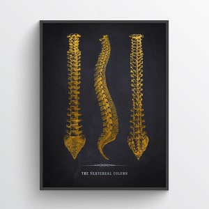 Vertebral column Anatomy Print, Chiropractor Gift Idea, Anatomical Vertebral column, Neurosurgeon Art, Orthopedic Office decor