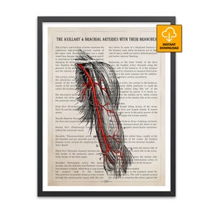 Lámina anatómica de las arterias axilares y braquiales, diagrama vascular de las extremidades superiores, ilustración médica de las ramas arteriales rojas, diagrama anatómico clásico.