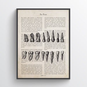 Human Teeth Anatomy Print, Tooth Art, Orthodontics, Dental Hygienist, Dentist Office Decor, Dentistry, Dental surgeon, Dental technician