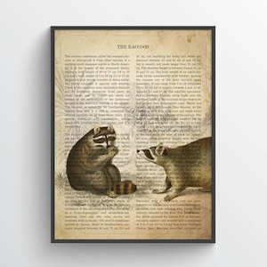 Vintage Raccoon Print, Safari Painting, Common Raccoon Illustration, Raccoon Decor, Antique Animal Drawing, Zoo animals, Natural History