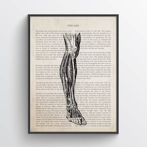 Human Leg Anatomy Print, Massage Therapist, Chiropractor Gift, Medical Student Graduation Present, Chiropractic Office Decor