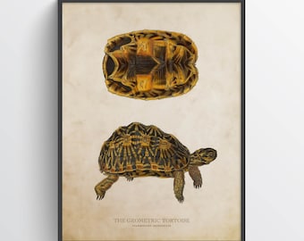 Geometric tortoise Print, Turtle Illustration, Turtle Art, Turtle Kids Room Decor, Natural History, Psammobates geometricus Drawing