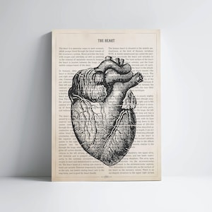 May include: A vintage anatomical illustration of the human heart with detailed veins and arteries. The image is printed on a page with text about the heart's function and location in the body.
