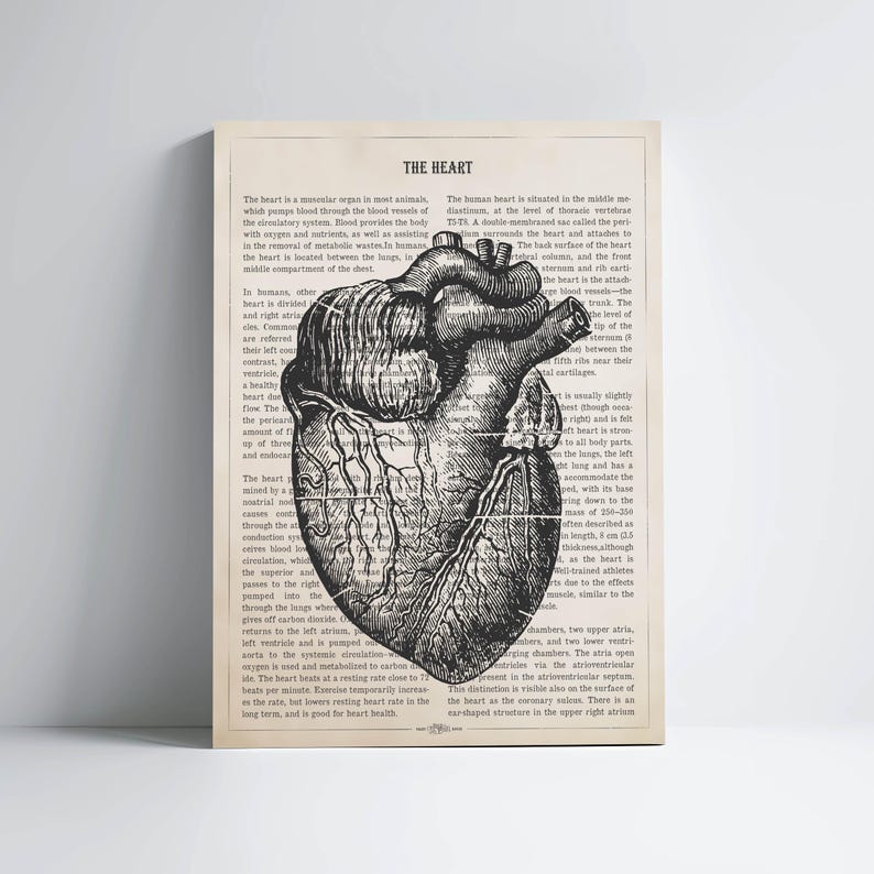 May include: A vintage anatomical illustration of the human heart with detailed veins and arteries. The image is printed on a page with text about the heart's function and location in the body.