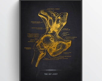 Hip Joint Anatomy Print, Physical Therapy Gift, Chiropractor Print, Medical Art, Orthopedic Doctor Gift, Medical Office Decor