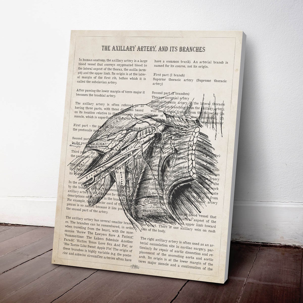 Axillary Artery Anatomy Print, Gift for Vascular Doctor, Vascular ...