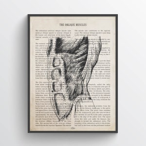 Oblique Muscles Anatomy Print, Abdomen Muscles, Physical Therapy Poster, Physical therapist gift, Medical Decor, Gift for Orthopedic