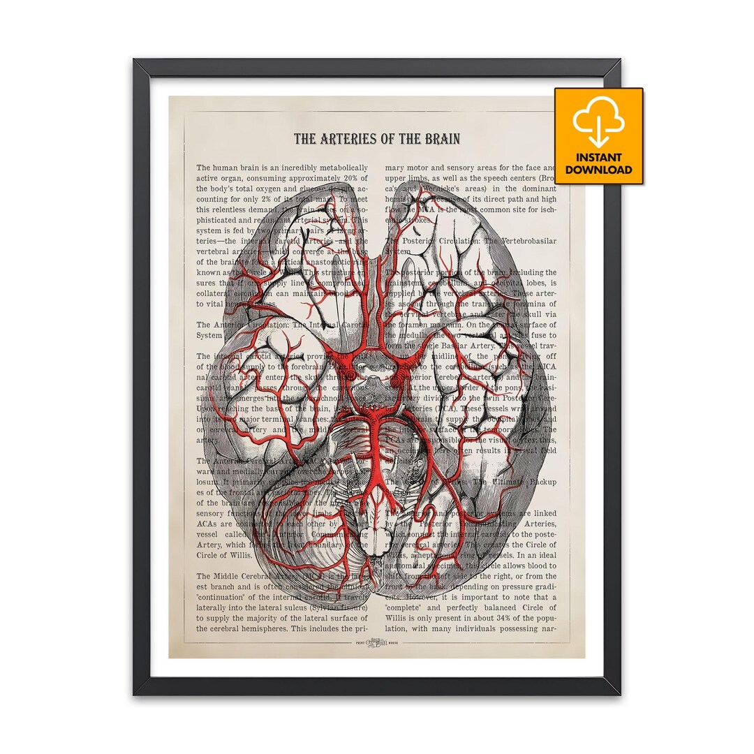 Brain Anatomy Art Print, Circle of Willis Arteries Poster, Human Brain ...