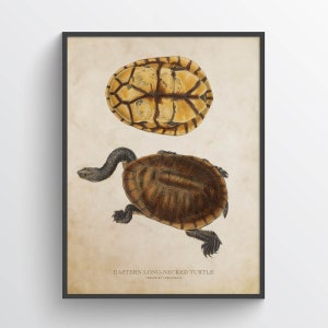 Eastern long-necked turtle Print, Turtle Illustration, Turtle Art, Reptile Kids Room Print, Natural History, Chelodina longicollis image 1