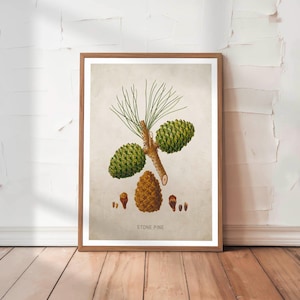 Pinecone Art Print Retro Conifer Botanical Poster Vintage Forest Wall Decor Rustic Cabin Tree Wall Art