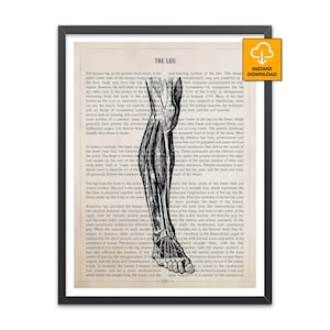 Human Leg Anatomy Print, Lower Limb Chart, Vintage Medical Art,  Anatomical Leg Poster, Thigh Calf Knee Illustration, Educational Wall Art
