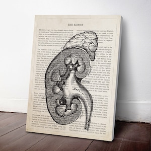 Kidney Anatomy Print, Urologist Gift, NephrologIst Gift, Dialysis Tech Gift, Medical Art, Doctor Office Art, Medical Student Gift image 3