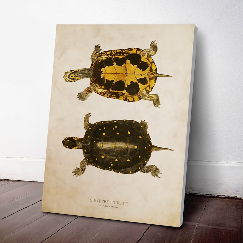 Spotted turtle Print, Turtle Illustration, Turtle Art, Reptile Kids Room Print, Natural History, Clemmys guttata image 3