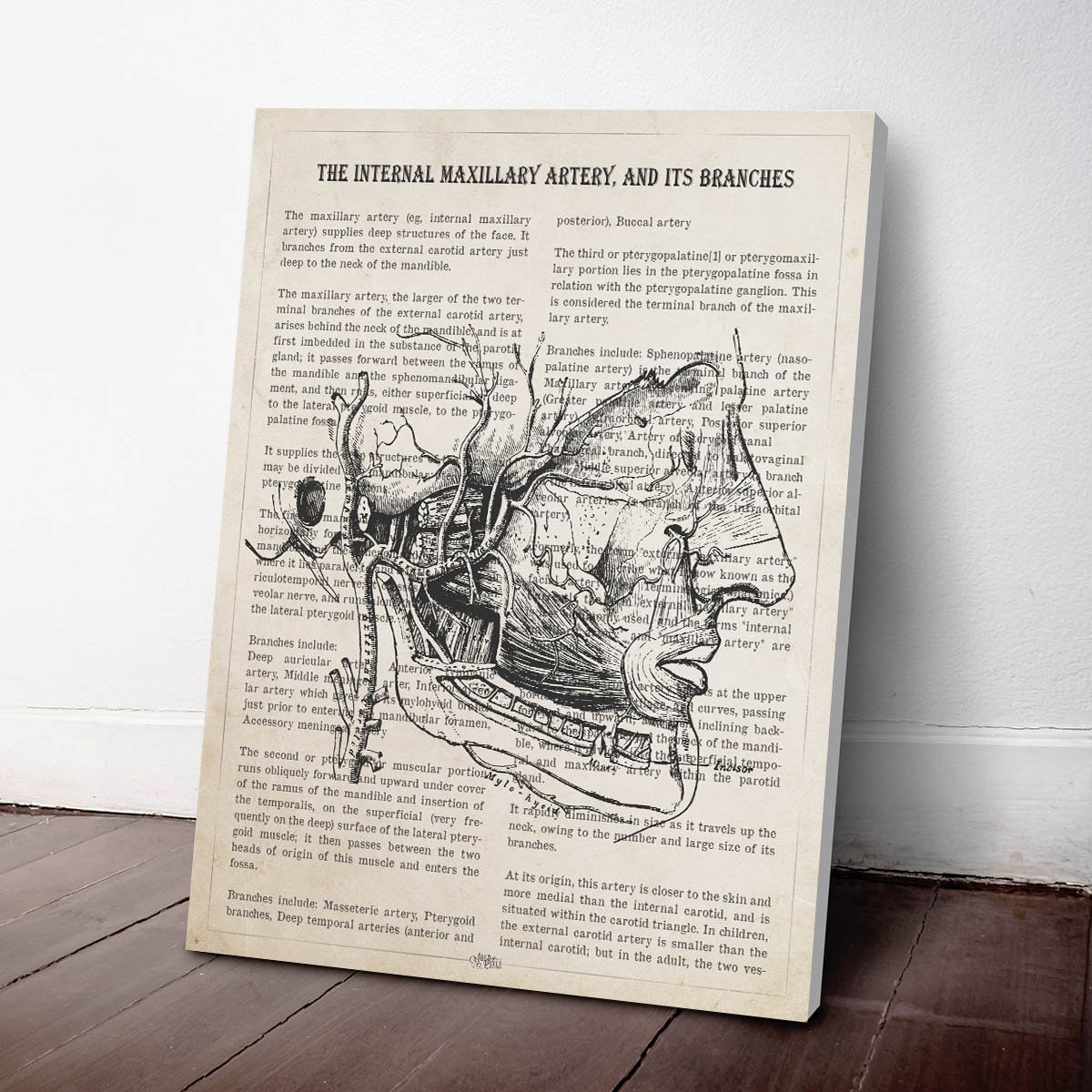 Maxillary Artery Anatomy Print, Gift for Vascular Doctor, Vascular ...